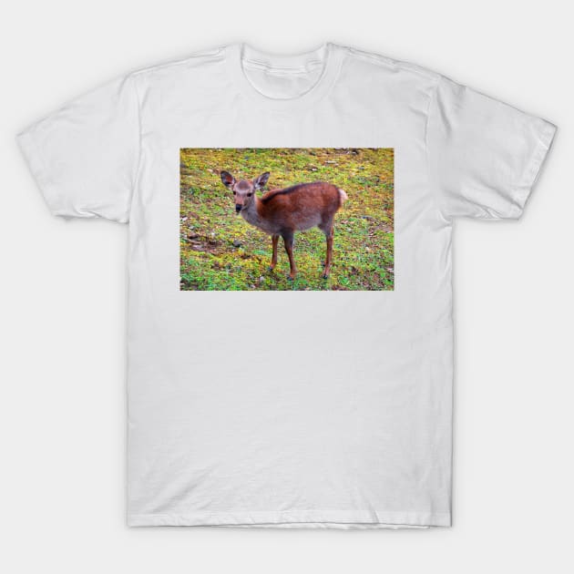 Fawn T-Shirt by WaterGardens